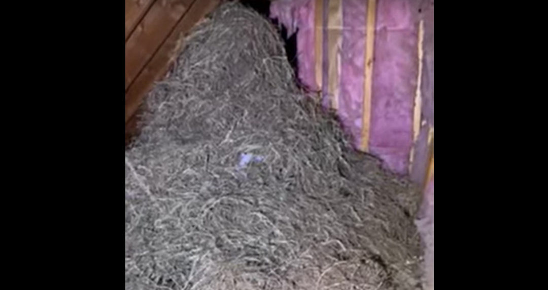 Inspector Aaron Finds Huge Bird Nest in Attic